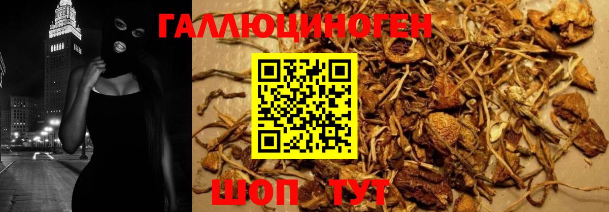 Галлюциногенные грибы Psilocybe Апатиты